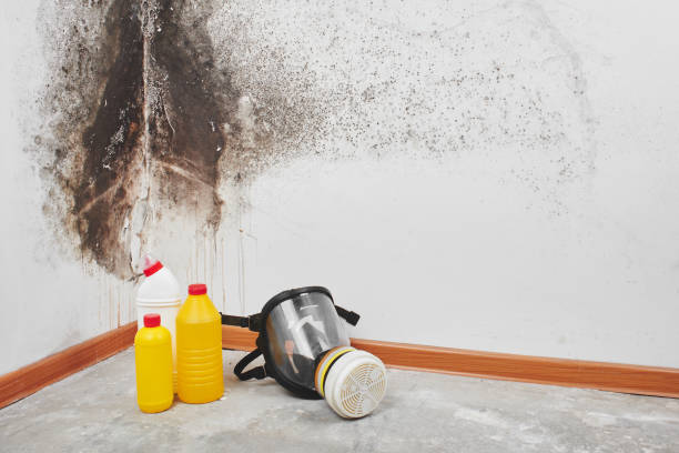 Best Mold Removal Company Near Me  in Penhook, VA