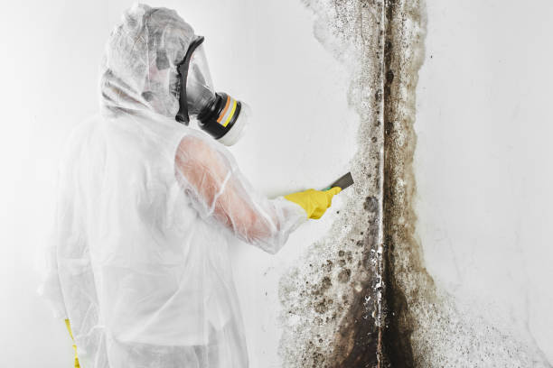 Best Affordable Mold Removal  in Penhook, VA