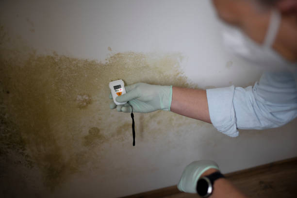 Best Certified Mold Removal  in Penhook, VA