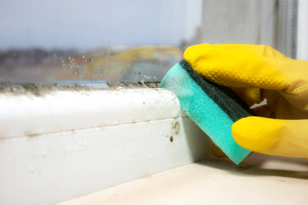 Best Mold Damage Repair  in Penhook, VA