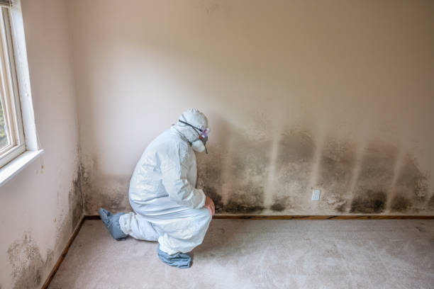 Best Mold Inspection  in Penhook, VA